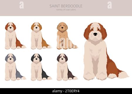 Saint Berdoodle Clipart. Mélange caniche Saint Bernard. Ensemble de couleurs de manteau différentes. Illustration vectorielle Illustration de Vecteur