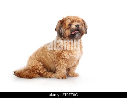 Chien Shichon isolé assis avec la langue rose. Vue latérale d'un petit chien brun moelleux en attente. En surpoids ou lourd, 3 ans mâle Zuchon, Shih Tzu-Bic Banque D'Images