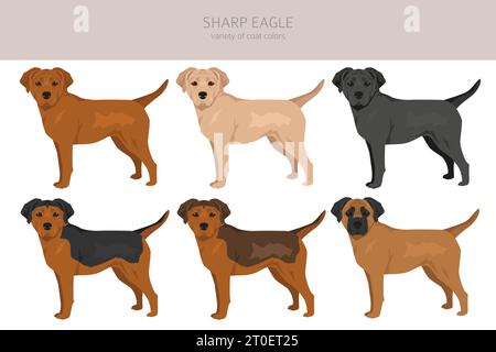 Clipart Sharp Eagle. Shar Pei - mélange Beagle. Ensemble de couleurs de manteau différentes. Illustration vectorielle Illustration de Vecteur