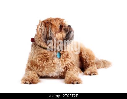 Curieux chien Shichon couché en regardant quelque chose d'écran. Vue latérale d'un petit chien brun moelleux. 3 ans mâle Zuchon, Shih Tzu-Bichon mix o Banque D'Images