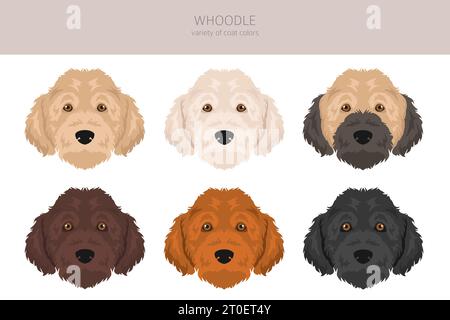 Whoodle clipart. Mélange pour caniche Wheaten terrier. Ensemble de couleurs de manteau différentes. Illustration vectorielle Illustration de Vecteur