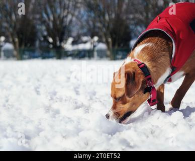 Chien mangeant de la neige le jour ensoleillé de l'hiver dans le parc pour chiens sans laisse. Profil latéral de chien chiot mignon mordant dans la neige fraîche tout en portant un manteau de pluie rouge. 1 Banque D'Images