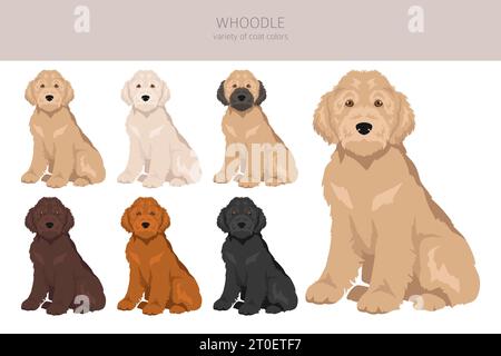 Whoodle clipart. Mélange pour caniche Wheaten terrier. Ensemble de couleurs de manteau différentes. Illustration vectorielle Illustration de Vecteur