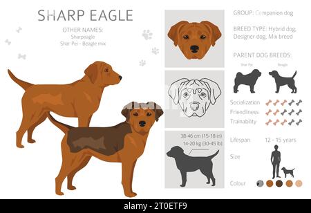 Clipart Sharp Eagle. Shar Pei - mélange Beagle. Ensemble de couleurs de manteau différentes. Illustration vectorielle Illustration de Vecteur