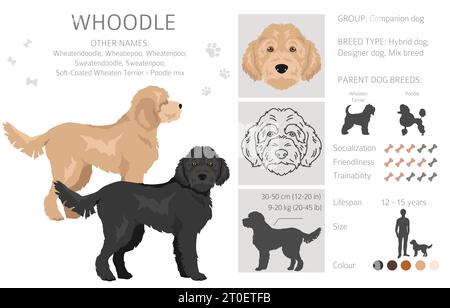 Whoodle clipart. Mélange pour caniche Wheaten terrier. Ensemble de couleurs de manteau différentes. Illustration vectorielle Illustration de Vecteur