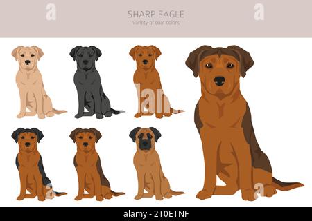 Clipart Sharp Eagle. Shar Pei - mélange Beagle. Ensemble de couleurs de manteau différentes. Illustration vectorielle Illustration de Vecteur