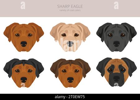 Clipart Sharp Eagle. Shar Pei - mélange Beagle. Ensemble de couleurs de manteau différentes. Illustration vectorielle Illustration de Vecteur