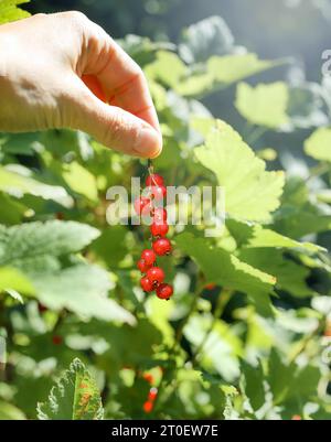 Main tenant des groseilles rouges devant le jardin défocalisé par une journée ensoleillée. Fond de récolte de baies. Je viens de cueillir un groupe de groseilles mûres. Connu sous le nom de Rib Banque D'Images