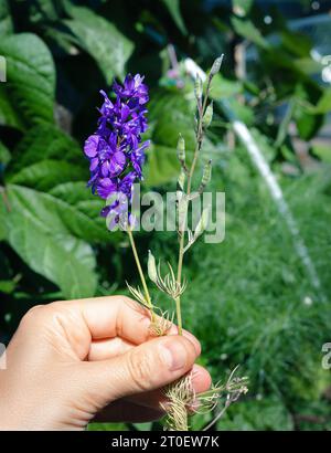 Comparaison des fleurs de Rocket Larkspur et des gousses de graines. Main tenant des pointes de fleurs violettes côte à côte avec de petites gousses de graines dans le jardin. Fleur sauvage pour pollina Banque D'Images