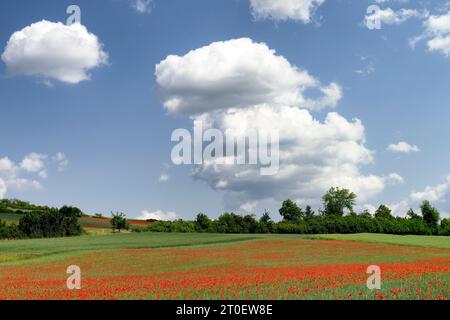 Champ de coquelicots sur la piste cyclable de Tauber entre Bad Mergentheim et Tauberbischofsheim, vallée de Tauber, Hohenlohe, Bade-Württemberg, Allemagne Banque D'Images