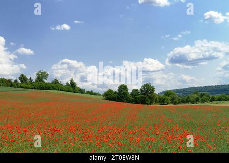 Champ de coquelicots sur la piste cyclable de Tauber entre Bad Mergentheim et Tauberbischofsheim, vallée de Tauber, Hohenlohe, Bade-Württemberg, Allemagne Banque D'Images