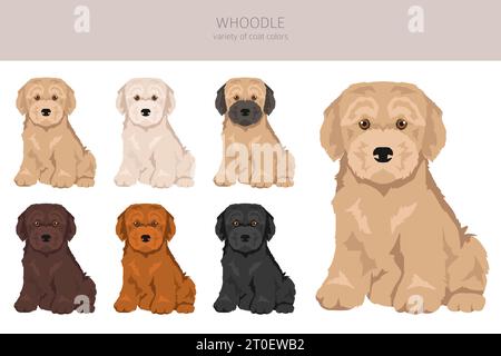 Whoodle clipart. Mélange pour caniche Wheaten terrier. Ensemble de couleurs de manteau différentes. Illustration vectorielle Illustration de Vecteur