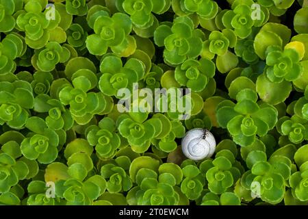 Entre les rosettes de la feuille de graisse du tapis (Sedum spurium) se cache une petite coquille d'escargot et une fourmi, vue de dessus, Allemagne Banque D'Images