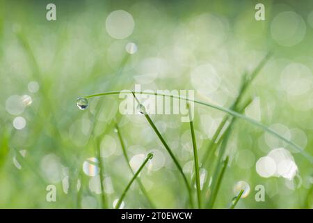 Brins d'herbe avec de petites gouttes d'eau, gouttes de rosée scintillant dans la lumière du matin, gros plan, Allemagne Banque D'Images