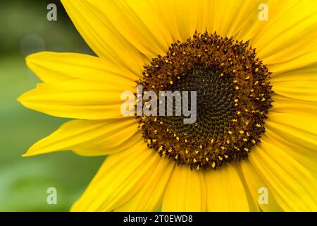 Gros plan d'une fleur de tournesol (Helianthus annuus), panier de fleurs avec fleurs tubulaires et pétales jaunes, Allemagne Banque D'Images