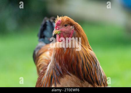 Brahma Rooster Cockerel Banque D'Images