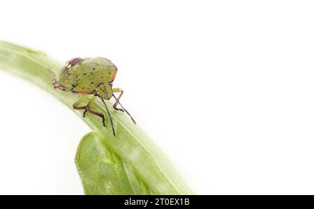 Star isolé de punaise verte du sud sur la tige de la plante. Connu sous le nom de insecte bouclier vert du Sud ou Nezara viridula. Ravageur envahissant ou espèces introduites dans Banque D'Images