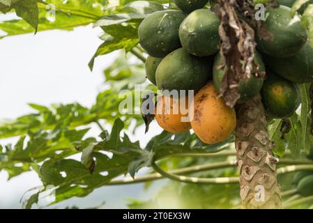 Tanager de palmier (Thraupis palmarum) se nourrissant de fruits de papaye en Équateur Banque D'Images