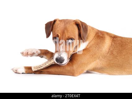 Chien avec bois mâcher dans la bouche tout en regardant la caméra, vue latérale. Chien chiot couché avec bois en peluche et patte relevée. Bâton à mâcher de bois de cerf. 1 ans o Banque D'Images