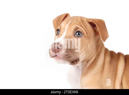 Chiot isolé regardant la caméra. Mignon headshot de boxer beige pitbull mix chiot chien regardant quelque chose hors de. 12 semaines, femelle Boxer Pitbull Banque D'Images