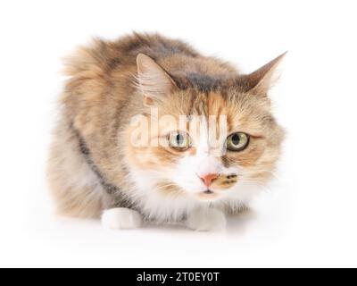 Chat moelleux s'accroupant en regardant la caméra. Chat calico isolé assis avec les jambes nichées sous le corps se sentant un peu dangereux, défensif, craintif Banque D'Images