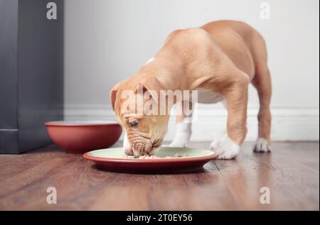 Chiot affamé mangeant des croquettes tout en se tenant dans l'assiette avec de la nourriture dans la cuisine. Empêcher le comportement alimentaire de garder le chiot chien. 9 semaines, femme à cheveux courts Banque D'Images