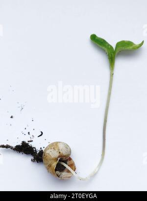 Concept art : une pousse de plante poussant à partir d'une coquille d'escargot, illustrant l'épissage de gènes, les hybrides animal-plante, la persistance de la vie, la vie hors de la mort. Banque D'Images