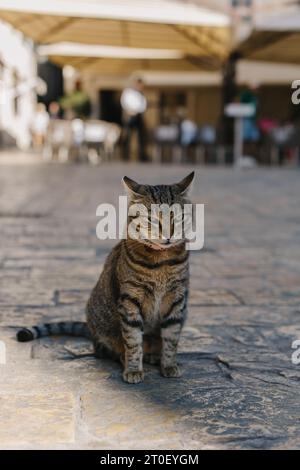 Chat gris tabby mignon dans une rue de la vieille ville de Kotor, Monténégro. Portrait d'un chat de rue. Banque D'Images