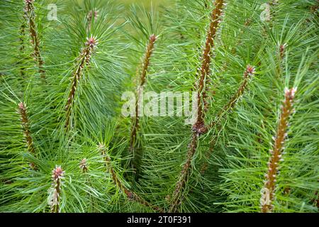 Branches de pin moelleuses avec de petits cônes. Plante Evergreen, fond de branche, plein cadre. Gros plan. Mise au point sélective. Banque D'Images