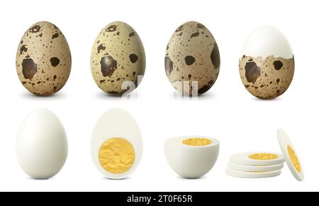 Oeufs de caille bouillis isolés sur fond blanc. Texturé entier, cassé, à moitié pelé, épluché oeuf bouilli, oeuf dur avec jaune. Entier, Illustration de Vecteur