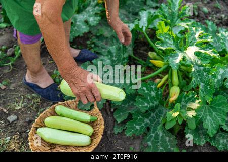 Une agricultrice tient une récolte de courgettes dans ses mains. Mise au point sélective. Alimentation. Banque D'Images