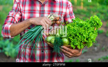 Un agriculteur tient une récolte de légumes dans ses mains. Mise au point sélective. Alimentation. Banque D'Images