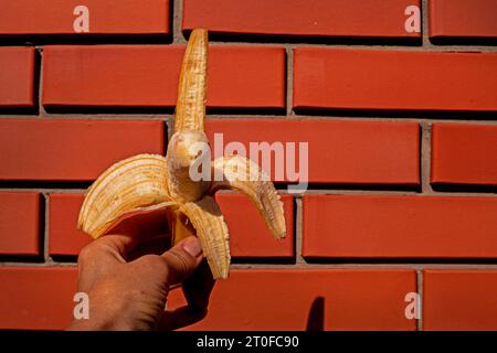 banane pelée mûre tenue par la main d'une femme sur le fond d'un mur de briques Banque D'Images