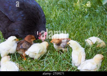 famille de poulet dans l'herbe à la ferme Banque D'Images