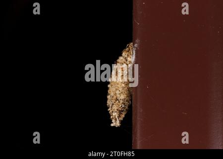 Dahlica triquetrella famille Psychidae Genus Dahlica lichen lichen étroite papillon de la nature sauvage photographie d'insectes, image, papier peint Banque D'Images