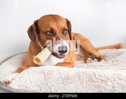 Chien drôle avec os à mâcher dans la bouche comme un grand cigare tout en étant couché sur un lit de chien. Chien chiot mignon avec bâton à mâcher dentaire pour les dents et l'enrichissement mental. Banque D'Images