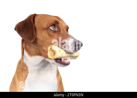 Chien heureux avec os à mâcher ou bâton dans la bouche. Plan de tête de chien chiot mignon avec des os et des dents visibles tout en regardant vers le haut. Santé dentaire et enrichissement mental Banque D'Images