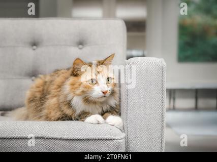 Chat Calico avec expression inquiète ou triste assis sur un canapé dans le salon. Mignon chaton moelleux regardant quelque chose tout en étant couché ou accroupi sur cou Banque D'Images