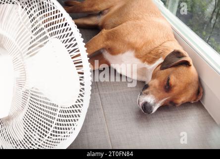 Chien couché devant le ventilateur sur le sol de la cuisine pendant la chaleur estivale. Chien chiot mignon étiré sur des tuiles fraîches. Garder le chat, les chiens et les animaux au frais en été o Banque D'Images