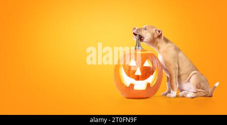 Mignon chien chiot Halloween citrouille sur fond coloré. Saison d'automne ou animaux célébrant le concept d'Halloween. Chiot mordant la courge avec le visage sculpté. 12 nous Banque D'Images