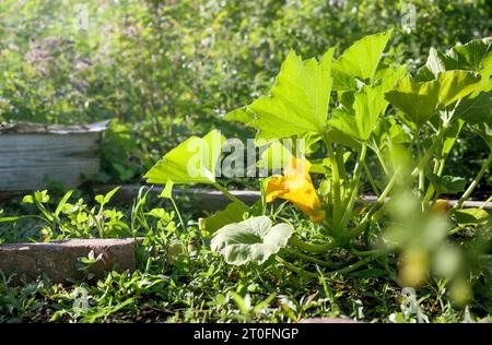 Fleur de courge fleurissant dans le jardin avec des fleurs défocalisées et le feuillage. Beau fond de jardinage d'été. Courge d'été Sunburst ou plant de citrouille gr Banque D'Images