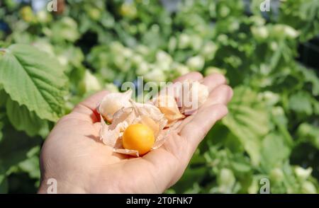 Cerise hachée mûre tenue à la main devant la plante. Récolte de cerises de terre de tante Molly. Fruits orange ou jaunes en enveloppe de papier. Baie de Poha, pichuberry, Banque D'Images