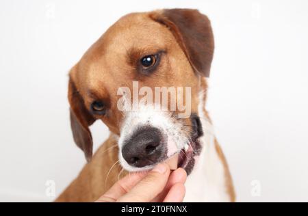 Chien mangeant des médicaments de la main des propriétaires avec fond gris, gros plan. Prescription à croquer comme un vermifuge ou un traitement contre les puces. Administrer le médicament f Banque D'Images