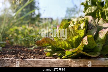 Laitue de rousseur dans le jardin un jour d'été avec des légumes défocalisés. Plante de salade mouchetée verte et rouge mature. Salade bio héritée. FO sélectif Banque D'Images