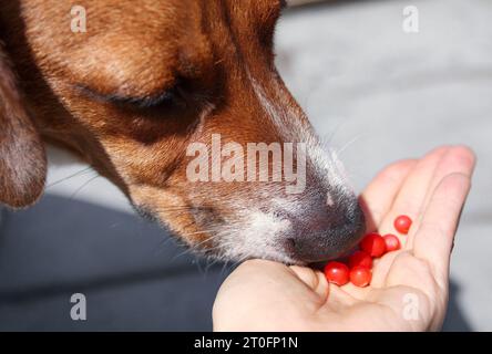 Chien curios avec huckleberries. Gros plan de chien chiot sentant sur la mûre huckleberry offert par le propriétaire de l'animal. Baie de forêt sans danger pour les chiens à manger dans moderatio Banque D'Images