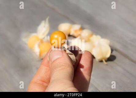 Cerise hachée mûre tenue à la main. Récolte de cerises de terre de tante Molly. Petits fruits orange ou jaunes en enveloppe de papier. Baie de Poha, Pichuberry, baie d'inca Banque D'Images