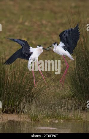 echasses blanches dans la baie de somme Banque D'Images