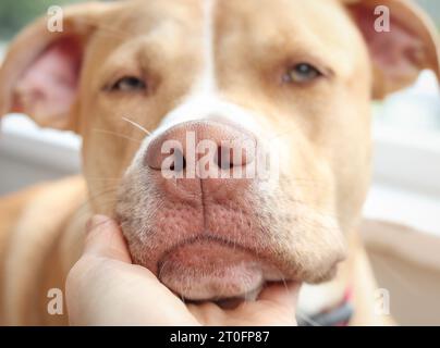 Main tenant la tête de chien avec amour regardant la caméra. Nez et narines de chien chiot, gros plan. Visage de grand chiot chien avec nez rose doux. 10 mois, Banque D'Images