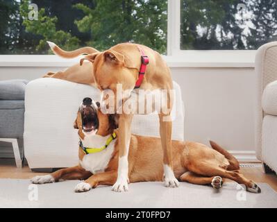 Grand chien debout sur le dessus du chien avec un comportement dominant. Jeunes amis chiots chiens dans un foyer multi-chien jouant dans un logement mouthy ou rugueux. Boxer féminin Banque D'Images