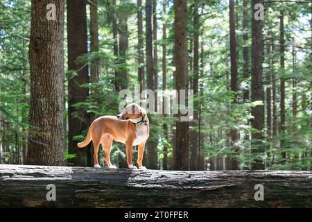 Chien dans la forêt en été avec feuillage défocalisé des grands arbres. Vue de côté du chien chiot de taille moyenne debout sur l'arbre long tombé et listant ou regardant ainsi Banque D'Images